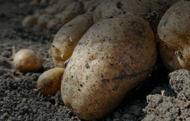 Agrii Crops Potato