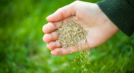 Agrii Card Seeds