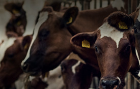 Agrii Header Livestock