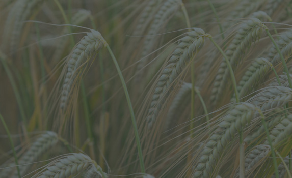 Agrii CTA Cereals Winterbarley