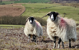 Sheep Grazing